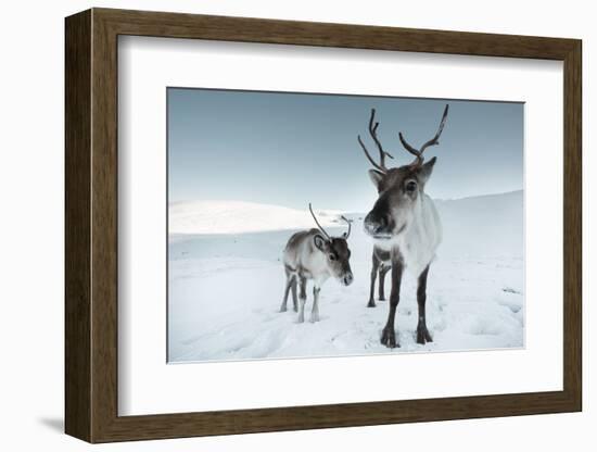 Reindeer Female-Ann & Steve Toon-Framed Photographic Print