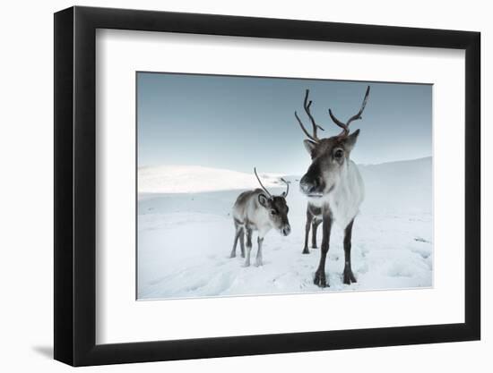 Reindeer Female-Ann & Steve Toon-Framed Photographic Print