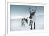 Reindeer Female-Ann & Steve Toon-Framed Photographic Print