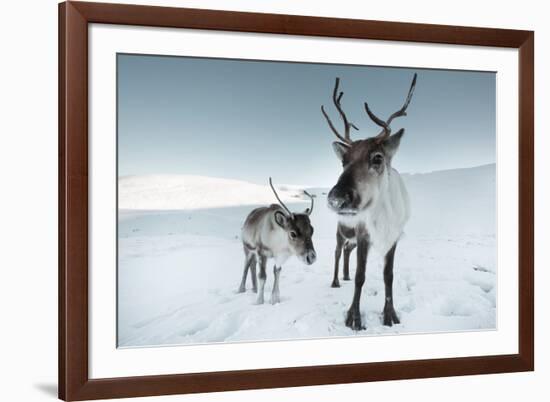 Reindeer Female-Ann & Steve Toon-Framed Photographic Print