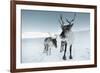 Reindeer Female-Ann & Steve Toon-Framed Photographic Print