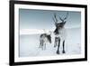 Reindeer Female-Ann & Steve Toon-Framed Photographic Print