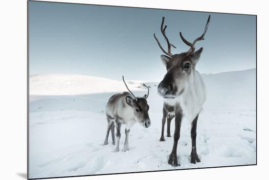 Reindeer Female-Ann & Steve Toon-Mounted Photographic Print