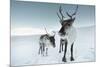 Reindeer Female-Ann & Steve Toon-Mounted Photographic Print
