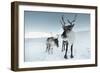 Reindeer Female-Ann & Steve Toon-Framed Photographic Print