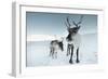 Reindeer Female-Ann & Steve Toon-Framed Photographic Print