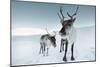 Reindeer Female-Ann & Steve Toon-Mounted Photographic Print