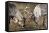 Reindeer Fighting-Laurie Campbell-Framed Stretched Canvas