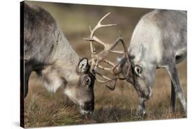 Reindeer Fighting-Laurie Campbell-Stretched Canvas