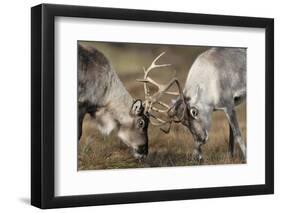 Reindeer Fighting-Laurie Campbell-Framed Photographic Print