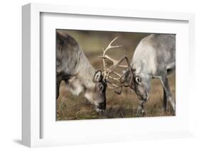 Reindeer Fighting-Laurie Campbell-Framed Photographic Print