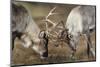 Reindeer Fighting-Laurie Campbell-Mounted Photographic Print