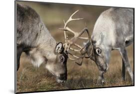 Reindeer Fighting-Laurie Campbell-Mounted Photographic Print