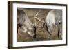 Reindeer Fighting-Laurie Campbell-Framed Photographic Print