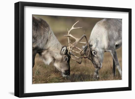 Reindeer Fighting-Laurie Campbell-Framed Photographic Print