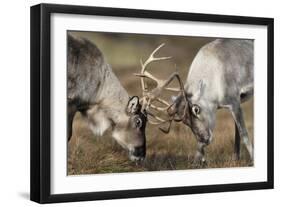 Reindeer Fighting-Laurie Campbell-Framed Photographic Print