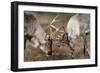 Reindeer Fighting-Laurie Campbell-Framed Photographic Print