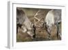 Reindeer Fighting-Laurie Campbell-Framed Photographic Print