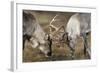 Reindeer Fighting-Laurie Campbell-Framed Photographic Print