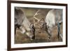 Reindeer Fighting-Laurie Campbell-Framed Photographic Print