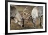 Reindeer Fighting-Laurie Campbell-Framed Photographic Print