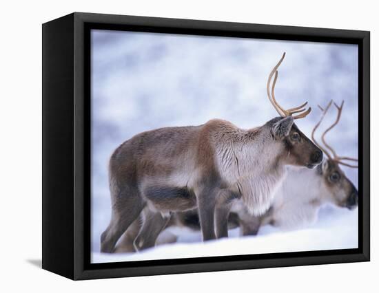 Reindeer from Domesticated Herd, Scotland, UK-Niall Benvie-Framed Stretched Canvas