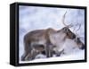 Reindeer from Domesticated Herd, Scotland, UK-Niall Benvie-Framed Stretched Canvas