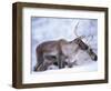 Reindeer from Domesticated Herd, Scotland, UK-Niall Benvie-Framed Premium Photographic Print