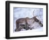 Reindeer from Domesticated Herd, Scotland, UK-Niall Benvie-Framed Premium Photographic Print