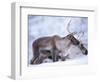 Reindeer from Domesticated Herd, Scotland, UK-Niall Benvie-Framed Premium Photographic Print