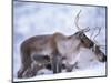 Reindeer from Domesticated Herd, Scotland, UK-Niall Benvie-Mounted Premium Photographic Print