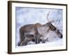 Reindeer from Domesticated Herd, Scotland, UK-Niall Benvie-Framed Photographic Print