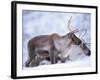 Reindeer from Domesticated Herd, Scotland, UK-Niall Benvie-Framed Photographic Print