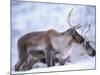 Reindeer from Domesticated Herd, Scotland, UK-Niall Benvie-Mounted Photographic Print
