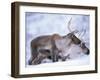 Reindeer from Domesticated Herd, Scotland, UK-Niall Benvie-Framed Photographic Print