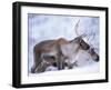 Reindeer from Domesticated Herd, Scotland, UK-Niall Benvie-Framed Photographic Print