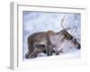 Reindeer from Domesticated Herd, Scotland, UK-Niall Benvie-Framed Photographic Print