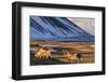 Reindeer Grazing Near Hofn, Iceland-Chuck Haney-Framed Photographic Print