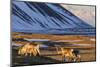 Reindeer Grazing Near Hofn, Iceland-Chuck Haney-Mounted Photographic Print