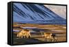 Reindeer Grazing Near Hofn, Iceland-Chuck Haney-Framed Stretched Canvas