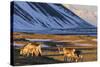 Reindeer Grazing Near Hofn, Iceland-Chuck Haney-Stretched Canvas