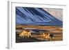 Reindeer Grazing Near Hofn, Iceland-Chuck Haney-Framed Photographic Print