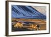 Reindeer Grazing Near Hofn, Iceland-Chuck Haney-Framed Photographic Print