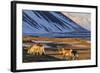 Reindeer Grazing Near Hofn, Iceland-Chuck Haney-Framed Photographic Print