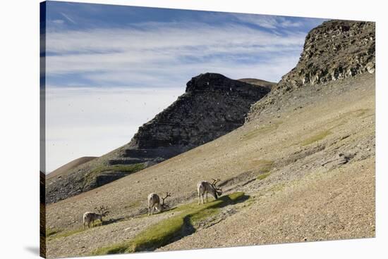 Reindeer Grazing on Tundra on Edgeoya Island-Paul Souders-Stretched Canvas