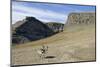 Reindeer Grazing on Tundra on Edgeoya Island-Paul Souders-Mounted Photographic Print