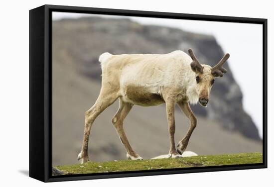 Reindeer Grazing-Joe McDonald-Framed Stretched Canvas