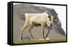 Reindeer Grazing-Joe McDonald-Framed Stretched Canvas