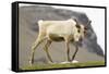 Reindeer Grazing-Joe McDonald-Framed Stretched Canvas