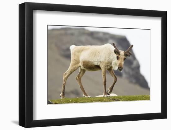 Reindeer Grazing-Joe McDonald-Framed Photographic Print